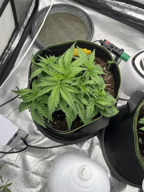 Purple Lemonade Auto. Week 3