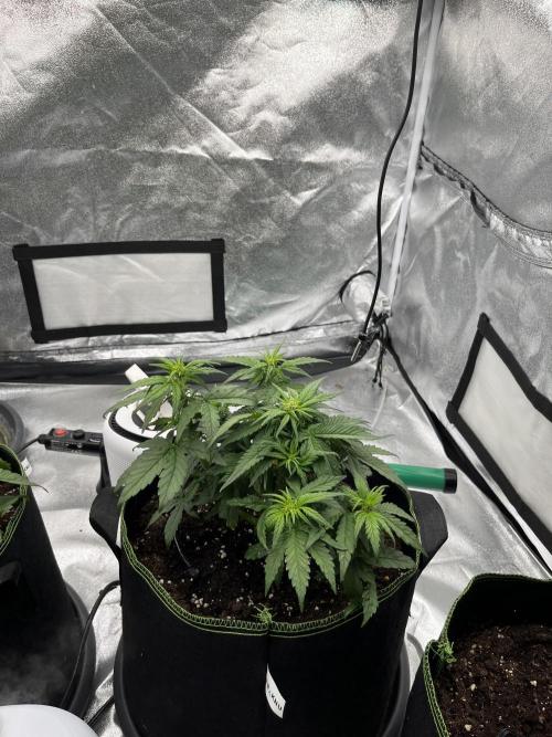 Purple Lemonade Auto. Week 3