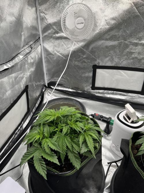 Purple Lemonade Auto. Week 3