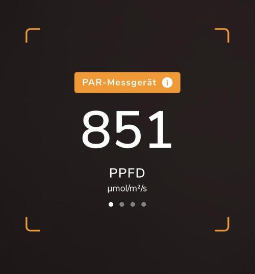 Purple Lemonade Auto. Week 3