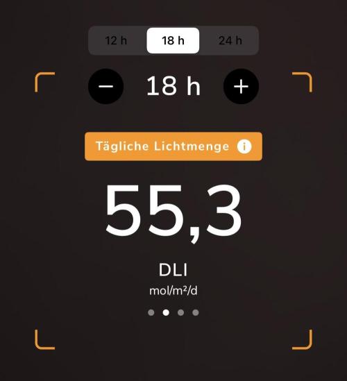 Purple Lemonade Auto. Week 3