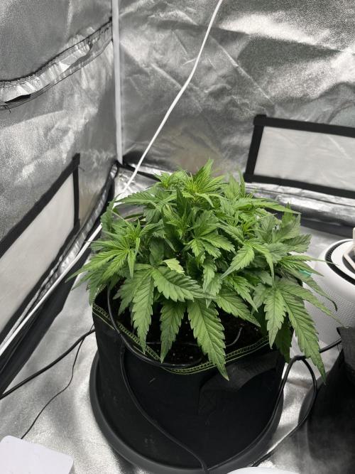 Purple Lemonade Auto. Week 4