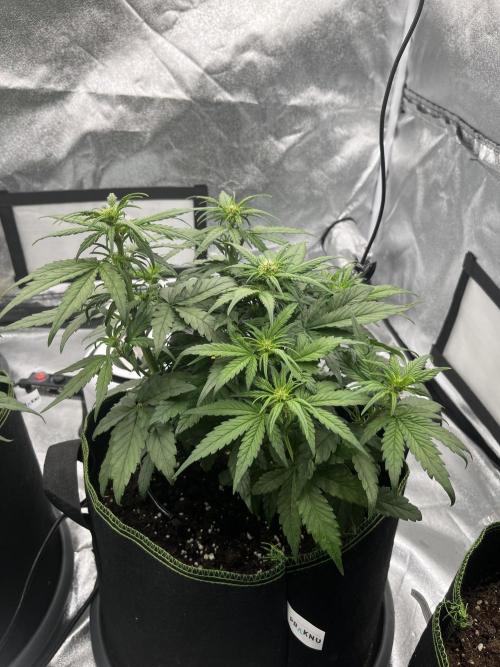 Purple Lemonade Auto. Week 4