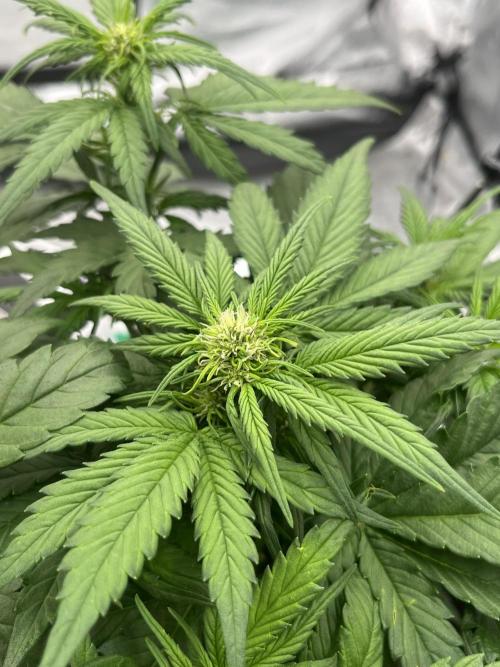 Purple Lemonade Auto. Week 4