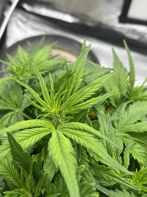 Purple Lemonade Auto. Week 4