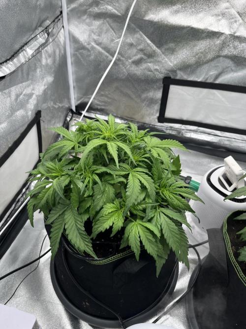 Purple Lemonade Auto. Week 4