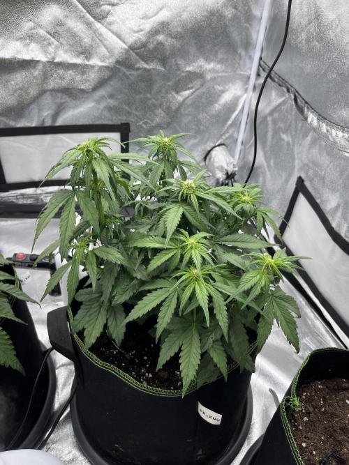 Purple Lemonade Auto. Week 4