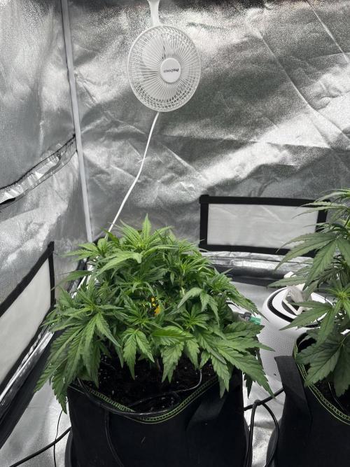 Purple Lemonade Auto. Week 4