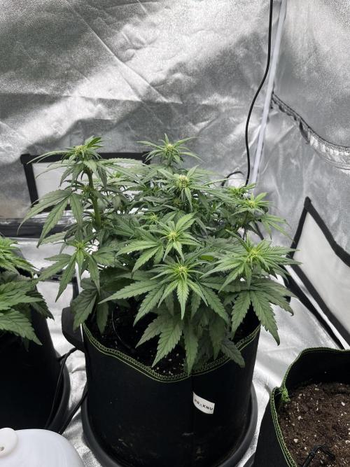 Purple Lemonade Auto. Week 4