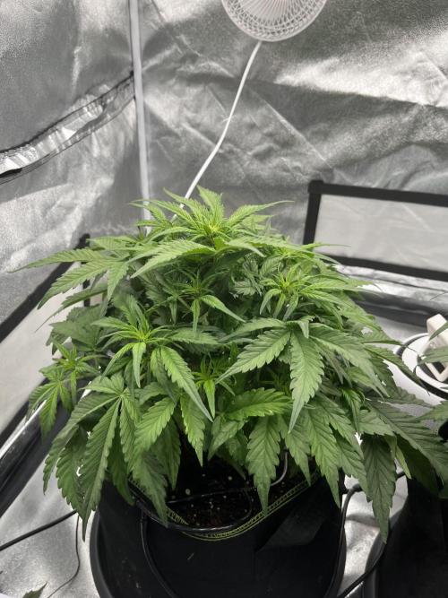 Purple Lemonade Auto. Week 4