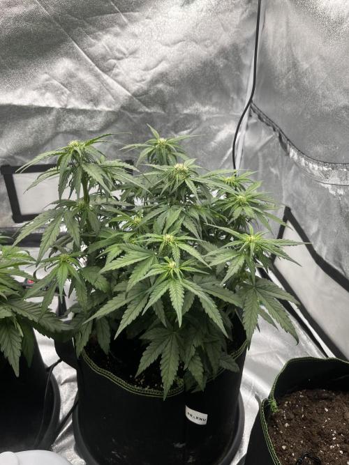 Purple Lemonade Auto. Week 4