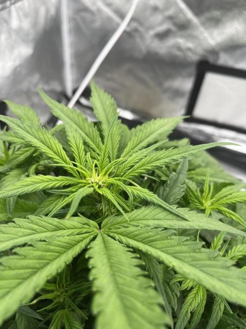 Purple Lemonade Auto. Week 4