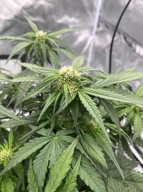 Purple Lemonade Auto. Week 4