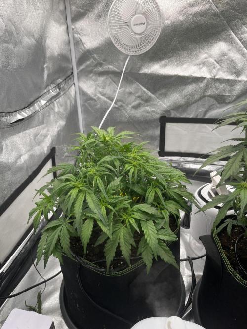 Purple Lemonade Auto. Week 4