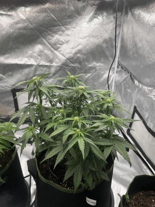 Purple Lemonade Auto. Week 4