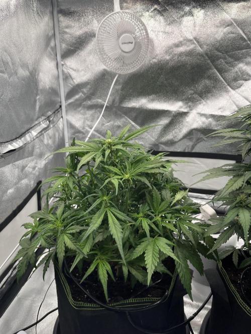 Purple Lemonade Auto. Week 4