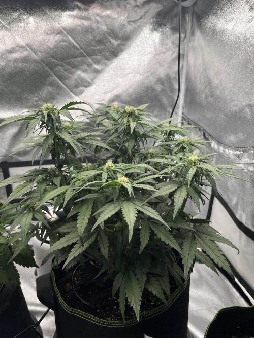 Purple Lemonade Auto. Week 4