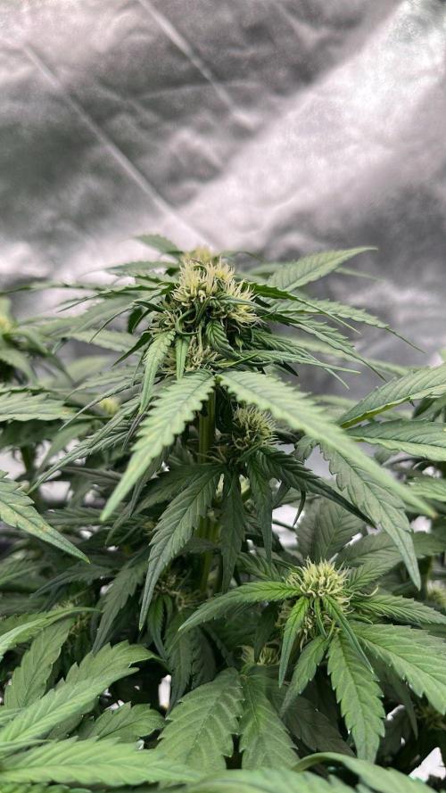 Purple Lemonade Auto. Week 4