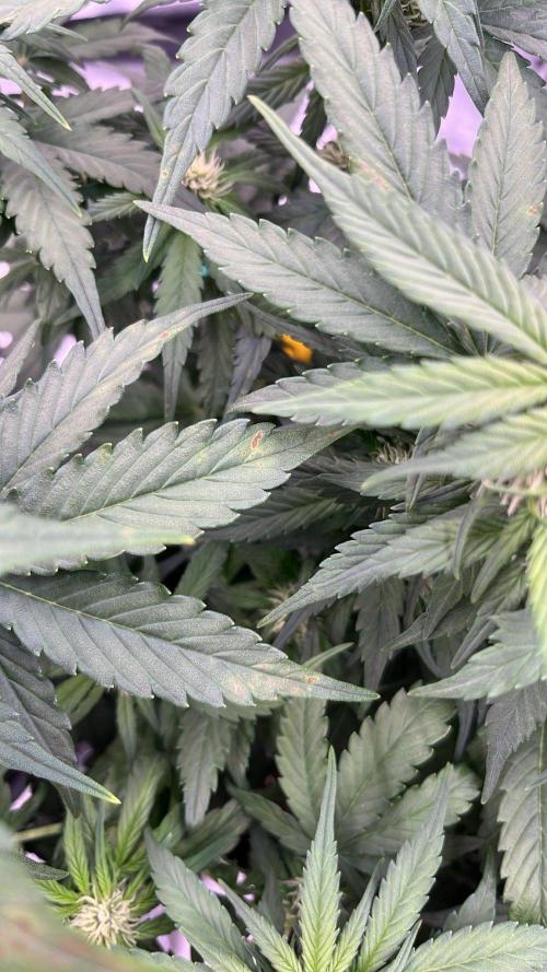 Purple Lemonade Auto. Week 4