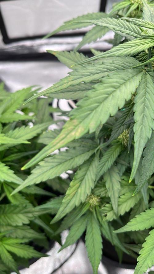 Purple Lemonade Auto. Week 4