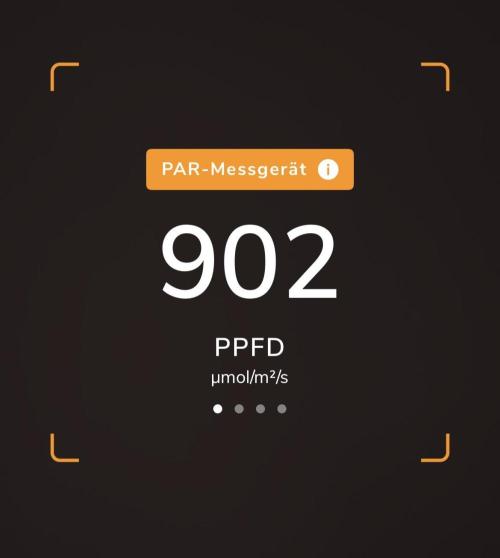 Purple Lemonade Auto. Week 4