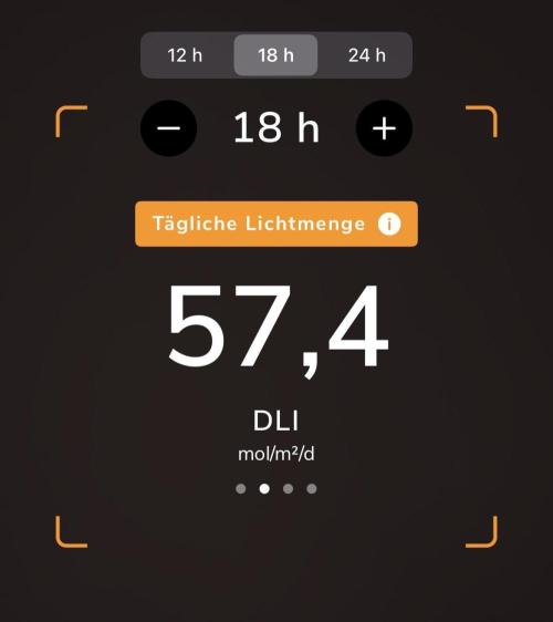 Purple Lemonade Auto. Week 4