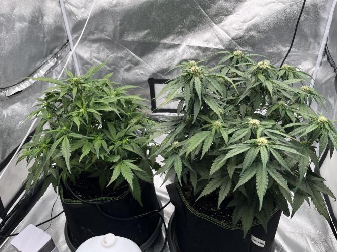 Purple Lemonade Auto. Week 5