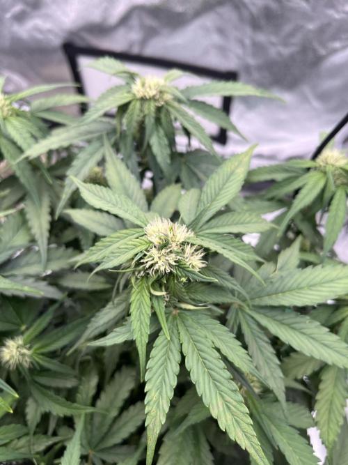 Purple Lemonade Auto. Week 5