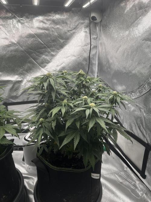 Purple Lemonade Auto. Week 5