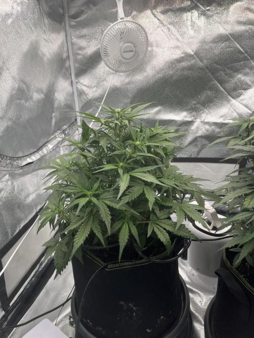 Purple Lemonade Auto. Week 5