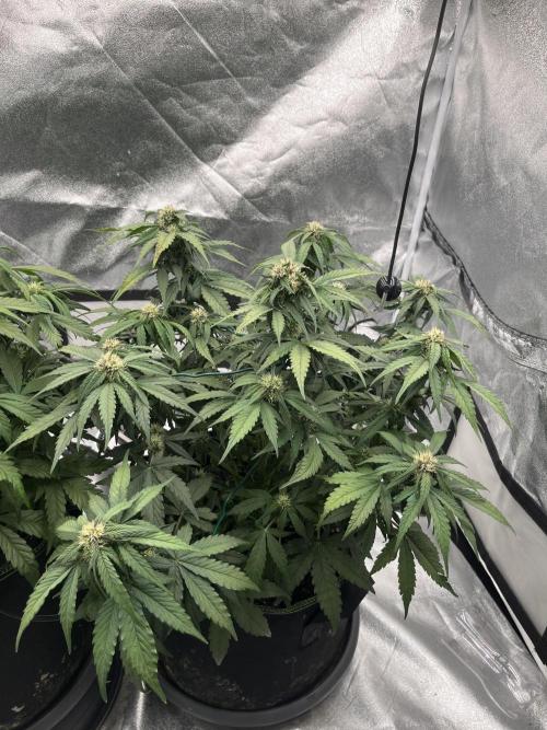 Purple Lemonade Auto. Week 5