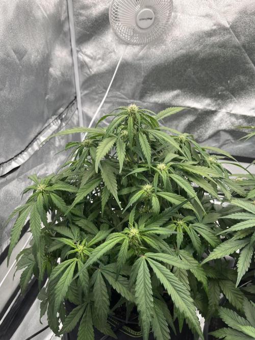 Purple Lemonade Auto. Week 5