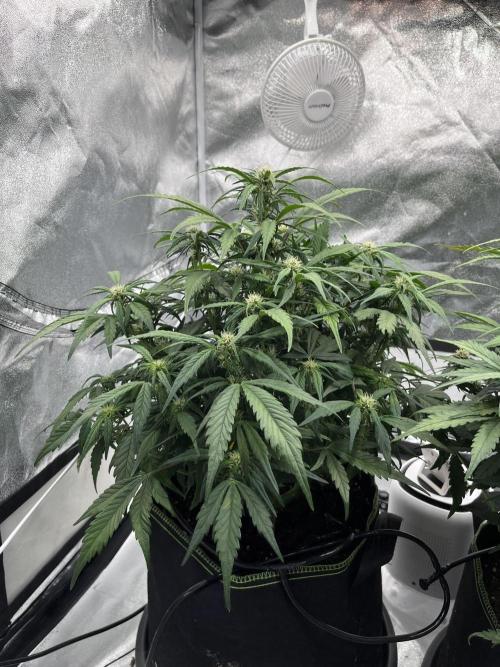 Purple Lemonade Auto. Week 5