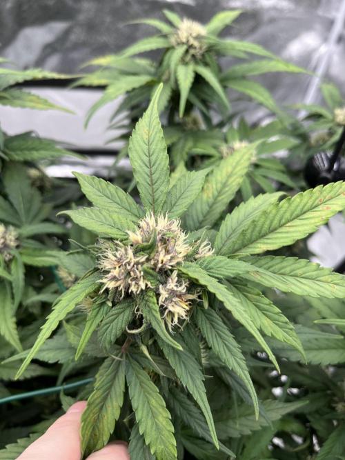 Purple Lemonade Auto. Week 5