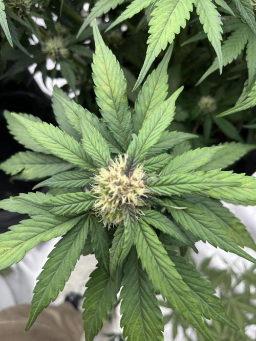 Purple Lemonade Auto. Week 5