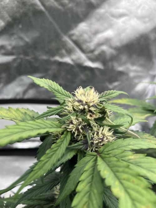 Purple Lemonade Auto. Week 5