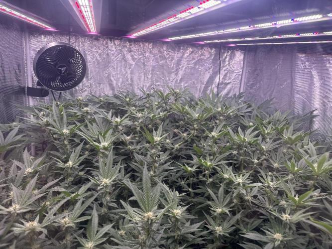 2nd dwc run , four site , exotic genetix. Week 3