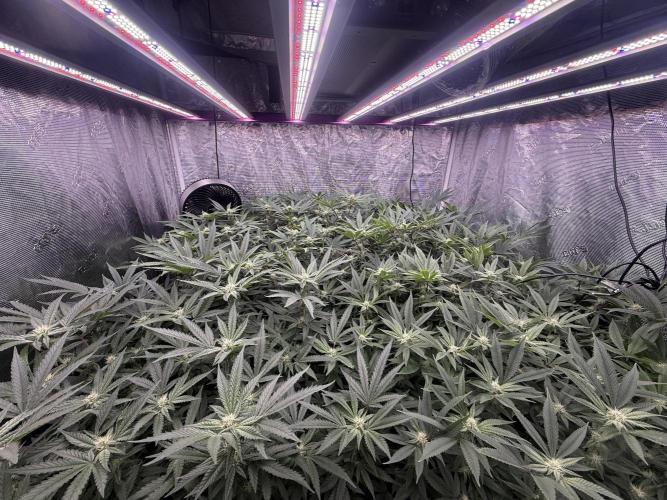 2nd dwc run , four site , exotic genetix. Week 3