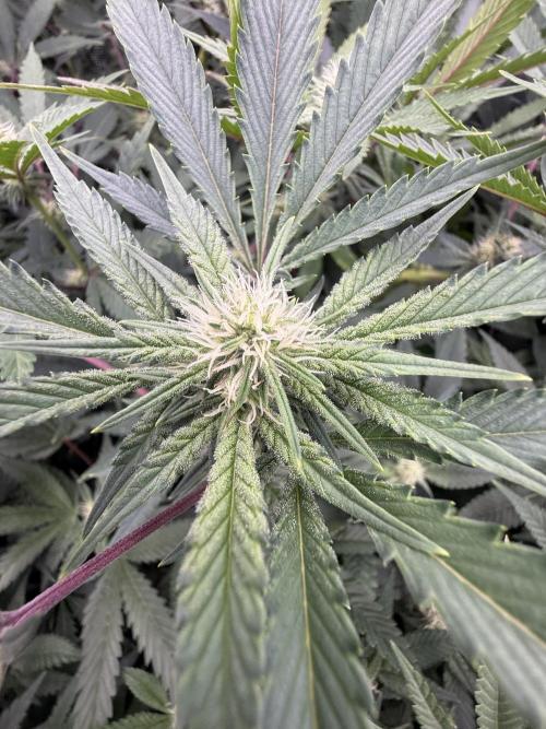 2nd dwc run , four site , exotic genetix. Week 3