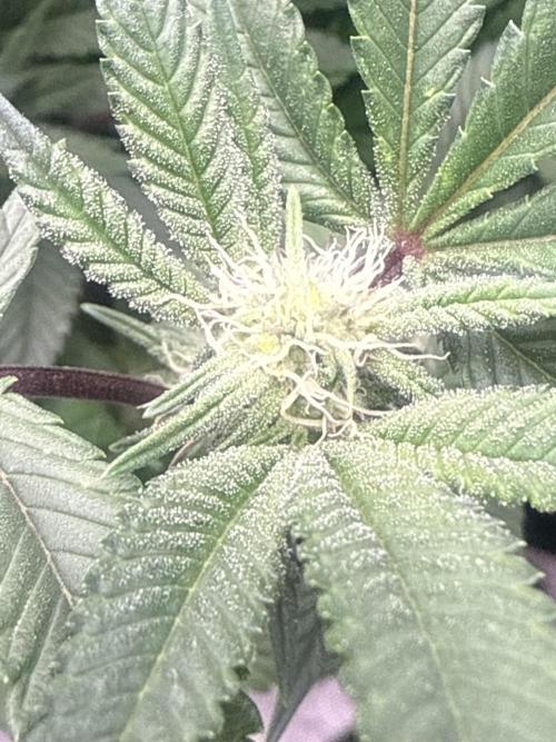 2nd dwc run , four site , exotic genetix. Week 3