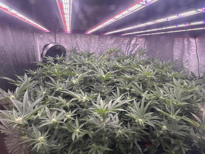 2nd dwc run , four site , exotic genetix. Week 3