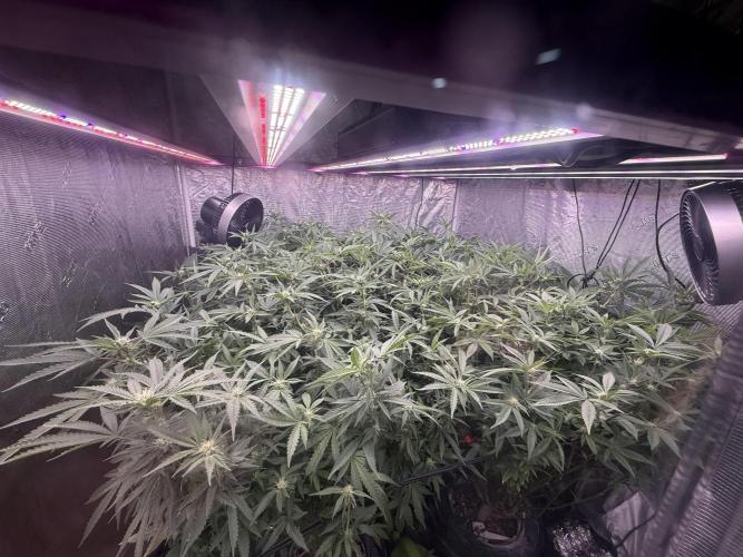 2nd dwc run , four site , exotic genetix. Week 3