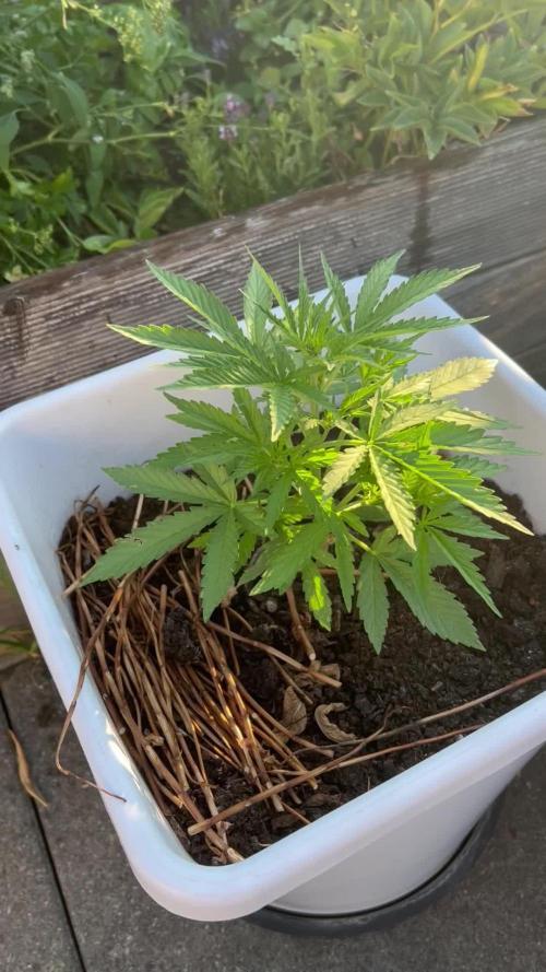 Where are my Zkittles?