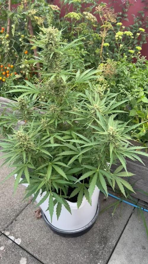 Where are my Zkittles?
