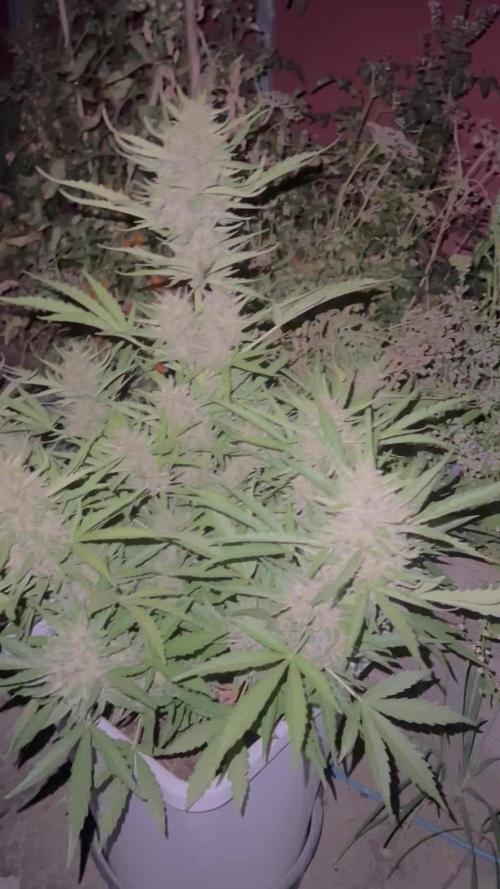 Where are my Zkittles?