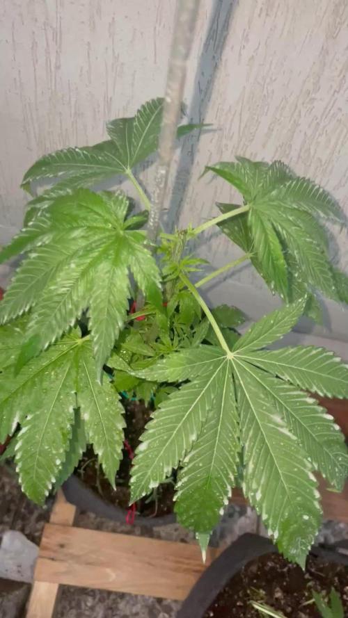 GOLOSA EARLY VERSION,outdoor 2025