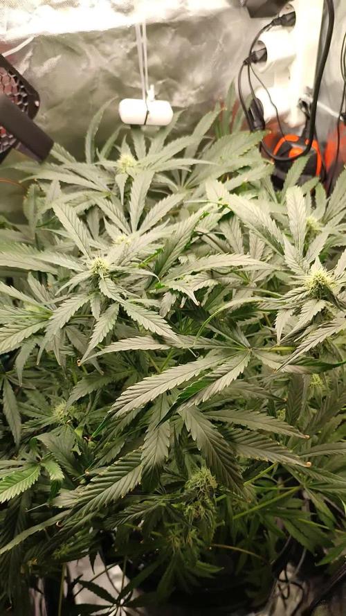 DIY DWC system run #1