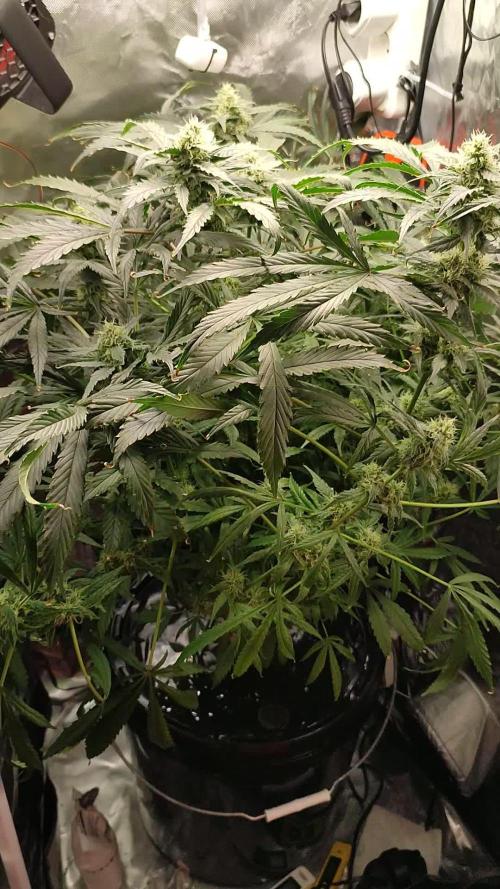 DIY DWC system run #1