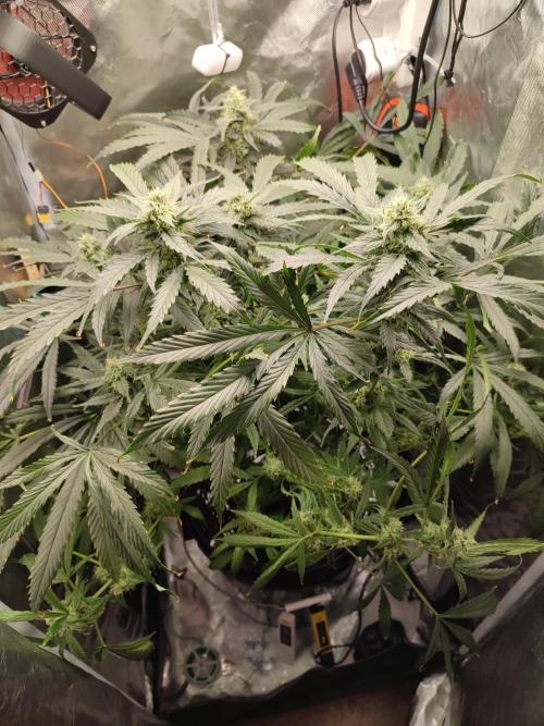 DIY DWC system run #1. Week 12