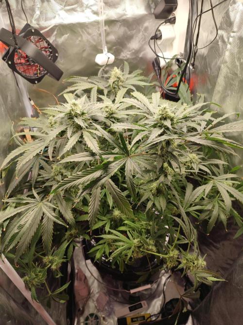 DIY DWC system run #1. Week 12